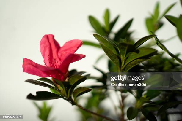 closeup azalea rhododendron  flower blooming with white bokeh background - alpenrose stock pictures, royalty-free photos & images