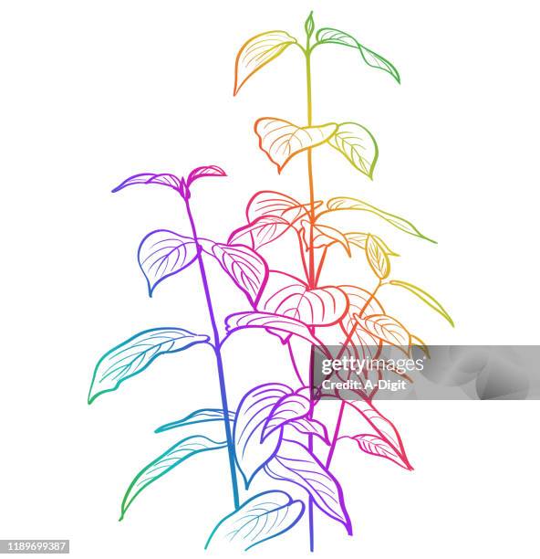 spring plants broad leaves rainbow - photosynthesis stock illustrations