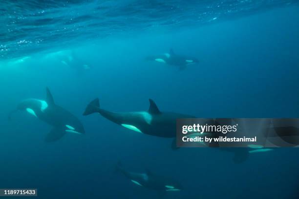 pod of killer whales travelling, reisafjord area, northern norway. - killer whale stock-fotos und bilder