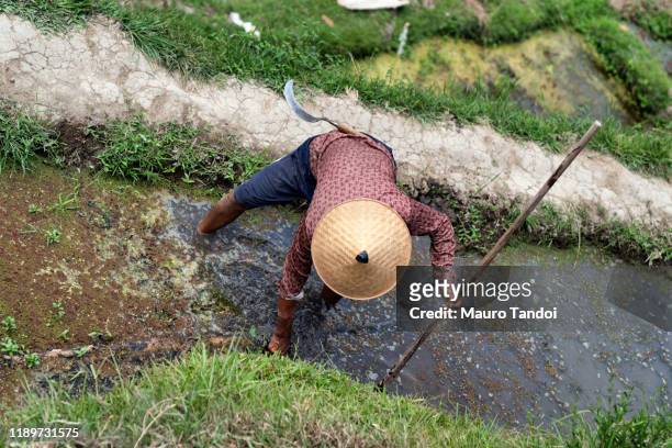 rice farmer works at tegallalang rice terrace, ubud, bali island - mauro tandoi fotografías e imágenes de stock
