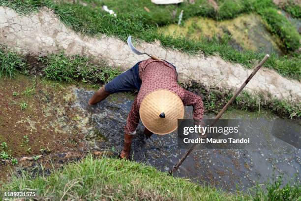 rice farmer works at tegallalang rice terrace, ubud, bali island - mauro tandoi foto e immagini stock