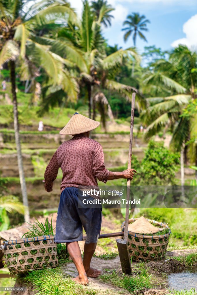 Rice farmer works at Tegallalang rice terrace, Ubud, Bali Island