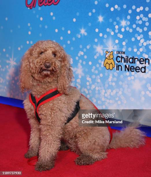 Waffle the Wonder Dog attends the "Cbeebies Christmas Show: Hansel & Gretal" UK Premiere at Cineworld Leicester Square on November 24, 2019 in...