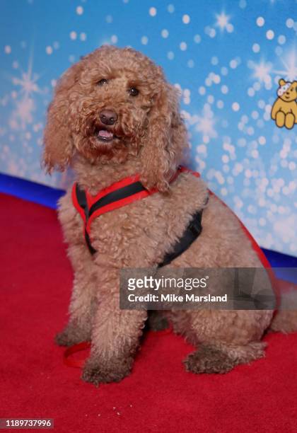 Waffle the Wonder Dog attends the "Cbeebies Christmas Show: Hansel & Gretal" UK Premiere at Cineworld Leicester Square on November 24, 2019 in...