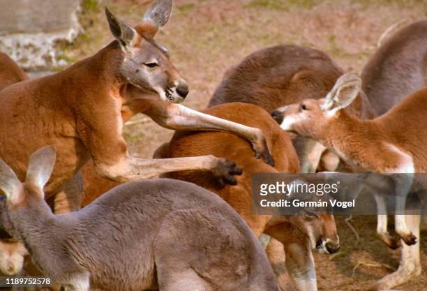 male red kangaroo tickling female kangaroo - massage funny stock pictures, royalty-free photos & images