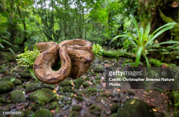 snake in the rainforest of costa rica over a river - river snake stock pictures, royalty-free photos & images