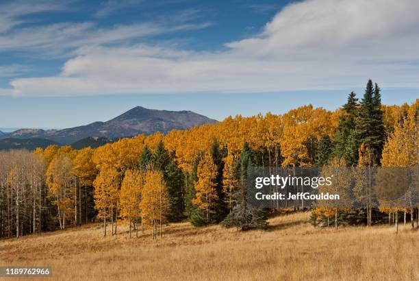 val gekleurde aspens op hart prairie - flagstaff arizona stockfoto's en -beelden