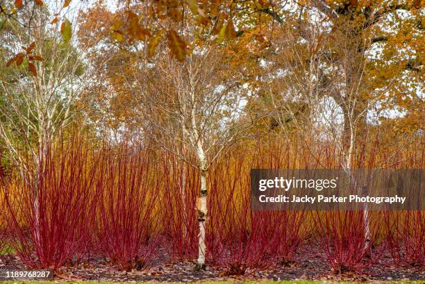 a winter garden with silver birch trees and vibrant coloured red cornus 'winter stems also known as dogwood - plant stem stock pictures, royalty-free photos & images