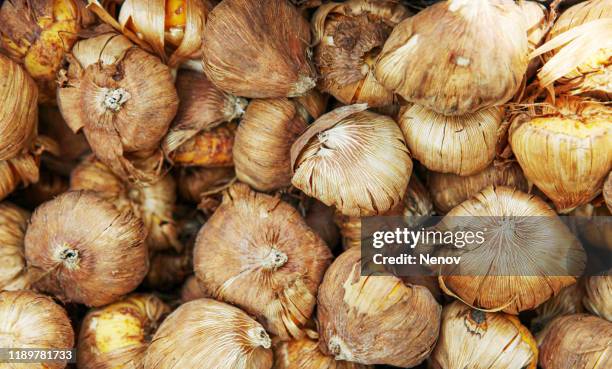 close-up of flower bulbs - plant bulb stock pictures, royalty-free photos & images