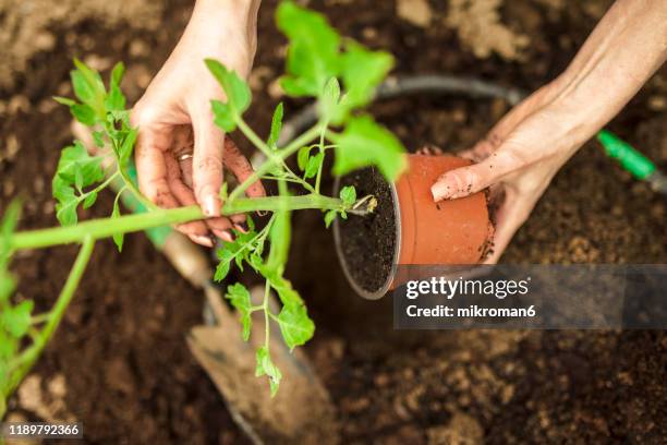 tomatoes vegetable, plants growing in greenhouse, poly-tunnel. - tomato stock pictures, royalty-free photos & images