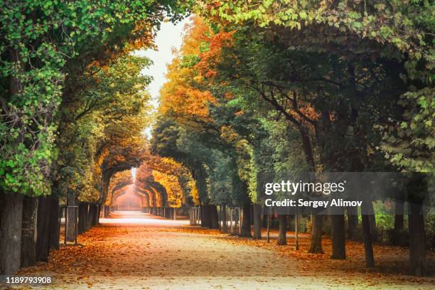 autumn in landscape park of schönbrunn, vienna - vienna austria 個照片及圖片檔