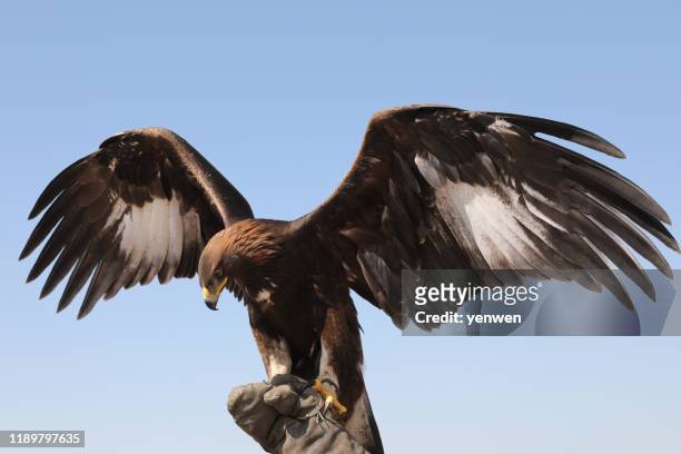 mongolian eagle extending wings - eagle wings stock pictures, royalty-free photos & images