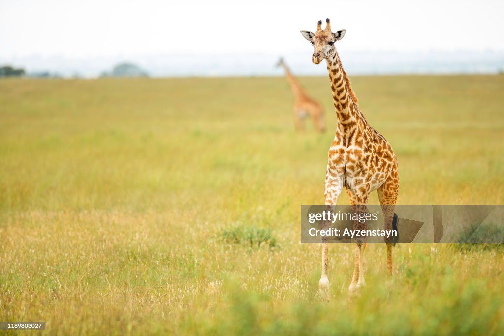 Giraffes at wild
