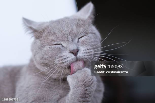 little cat licking - cat sticking out tongue stock pictures, royalty-free photos & images