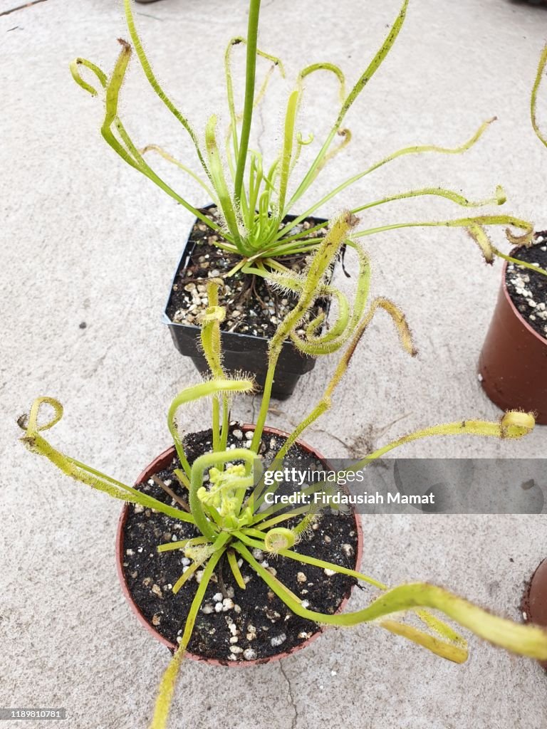 Drosera capensis or known as Cape Sundew carnivorous plants