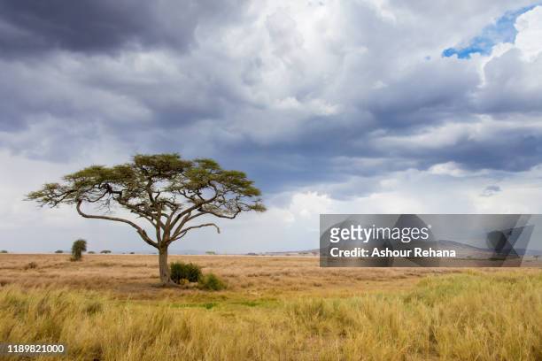 acacia tree on the serengeti - serengeti national park stock pictures, royalty-free photos & images