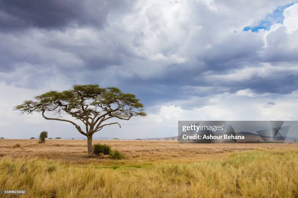 Acacia Tree on the Serengeti