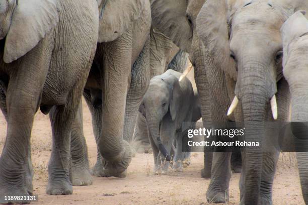 baby african elephant - elefantenkalb stock-fotos und bilder