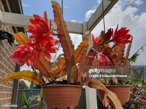 203 fotos de stock e banco de imagens de Cacto Orquídea - Getty Images