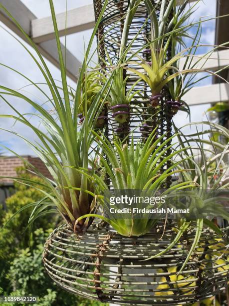 air plants or known as tillandsia - air plant stock pictures, royalty-free photos & images