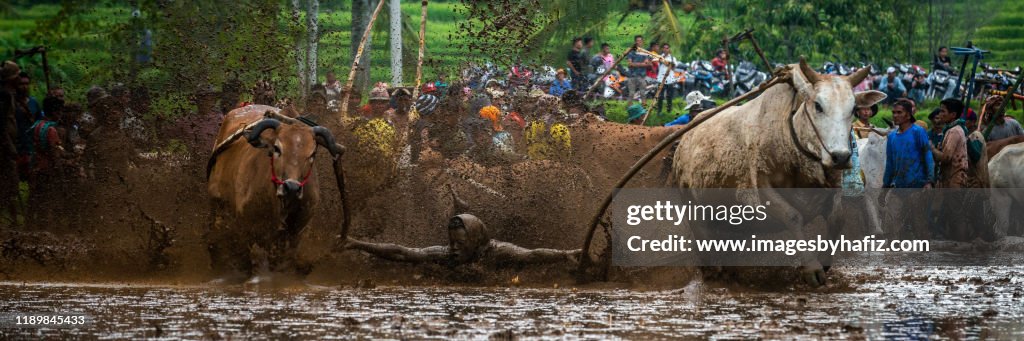 Cow Racing Thumbnail Jockey Control Their Cows During A Traditional Cow Race High-Res Stock ...