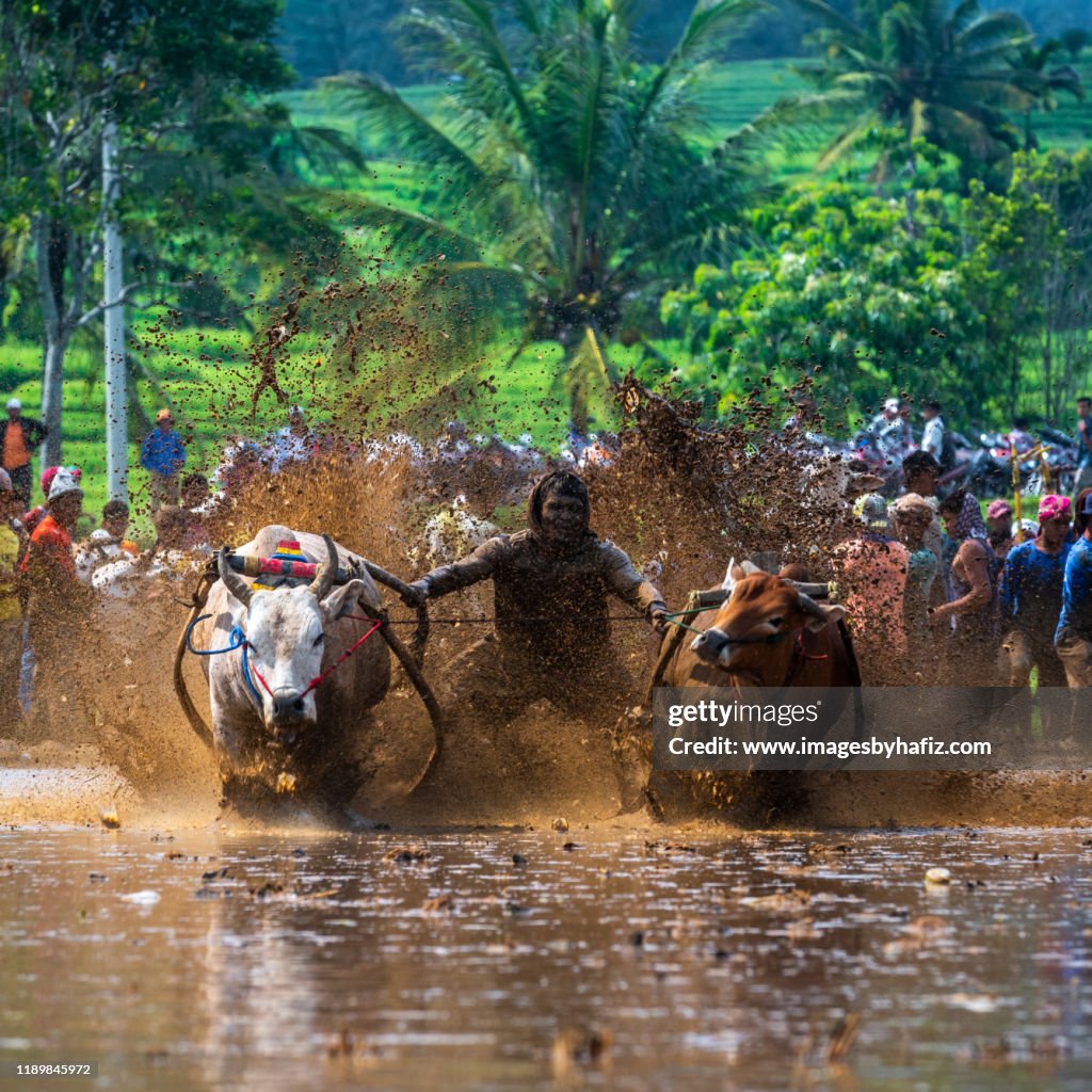 Cow Racing Thumbnail Jockey Control Their Cows During A Traditional Cow Race High-Res Stock ...