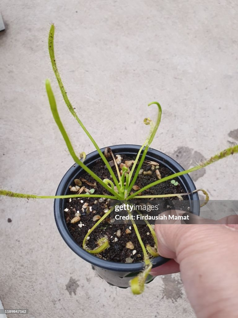 Drosera capensis or known as Cape Sundew