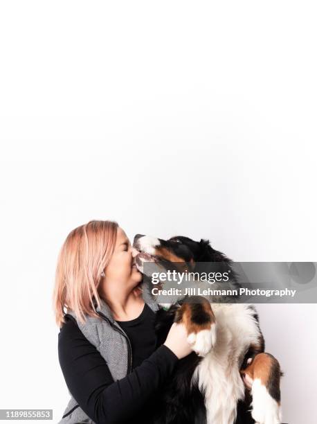 woman hugs 8 month old bernese mountain dog - feet lick stockfoto's en -beelden