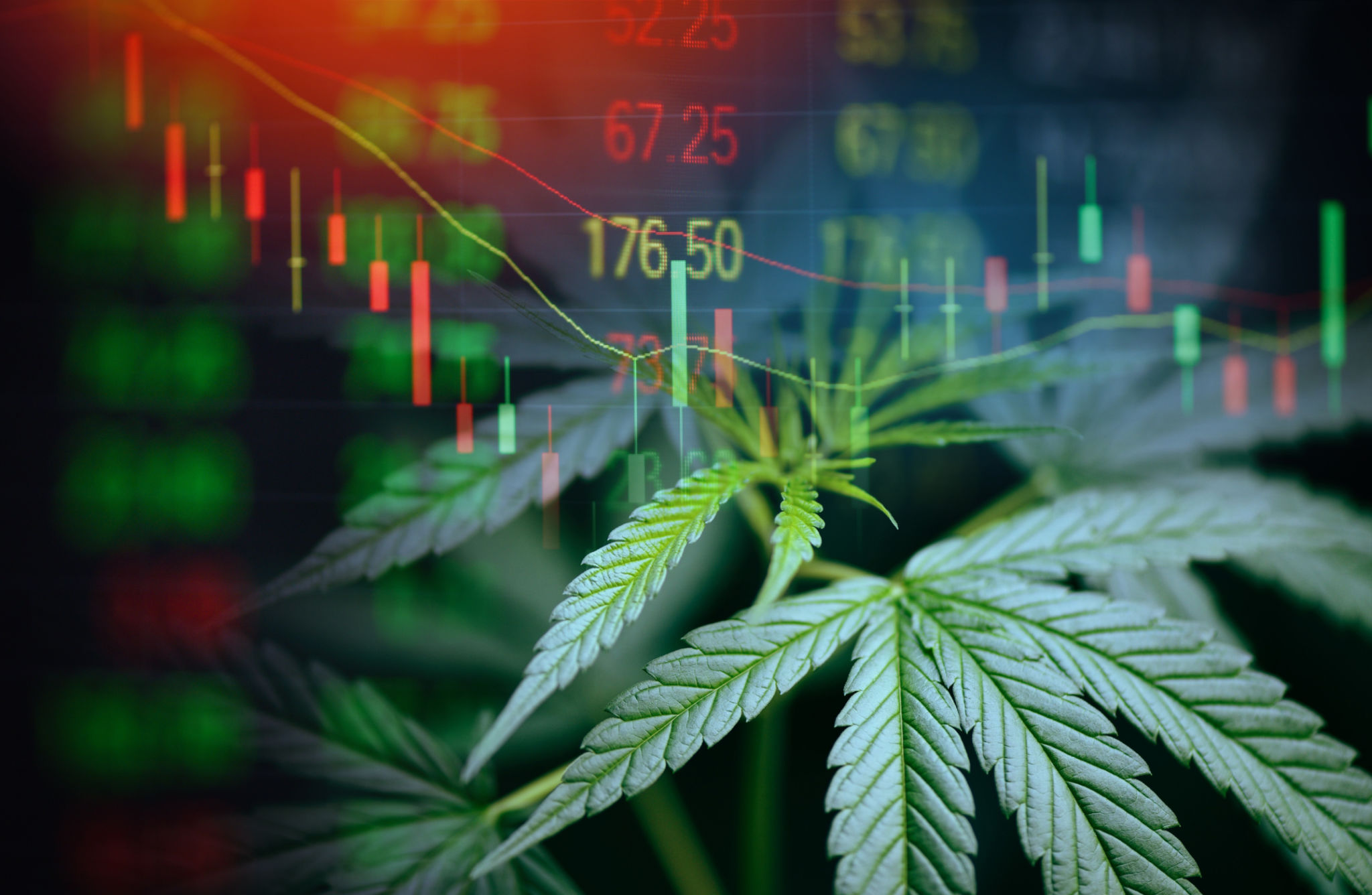 cannabis profits