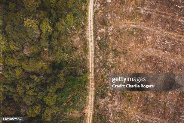 pine tree deforestation from above - deforestation bildbanksfoton och bilder