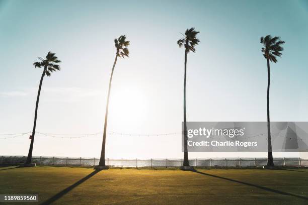 silhouette of palm trees at sunset - st kilda beach stock pictures, royalty-free photos & images