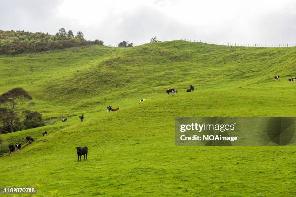 the pasture,new zealand - new zealand cow foto e immagini stock