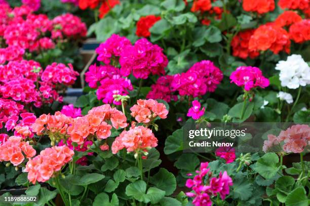 close-up of geranium pelargonium flowers - géranium photos et images de collection