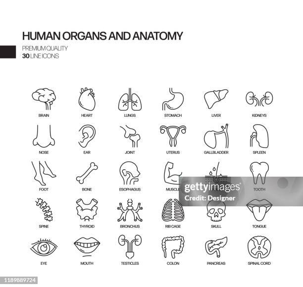 ilustraciones, imágenes clip art, dibujos animados e iconos de stock de conjunto simple de órganos humanos e iconos de línea vectorial relacionados con la anatomía. colección de símbolos de esquema - hueso