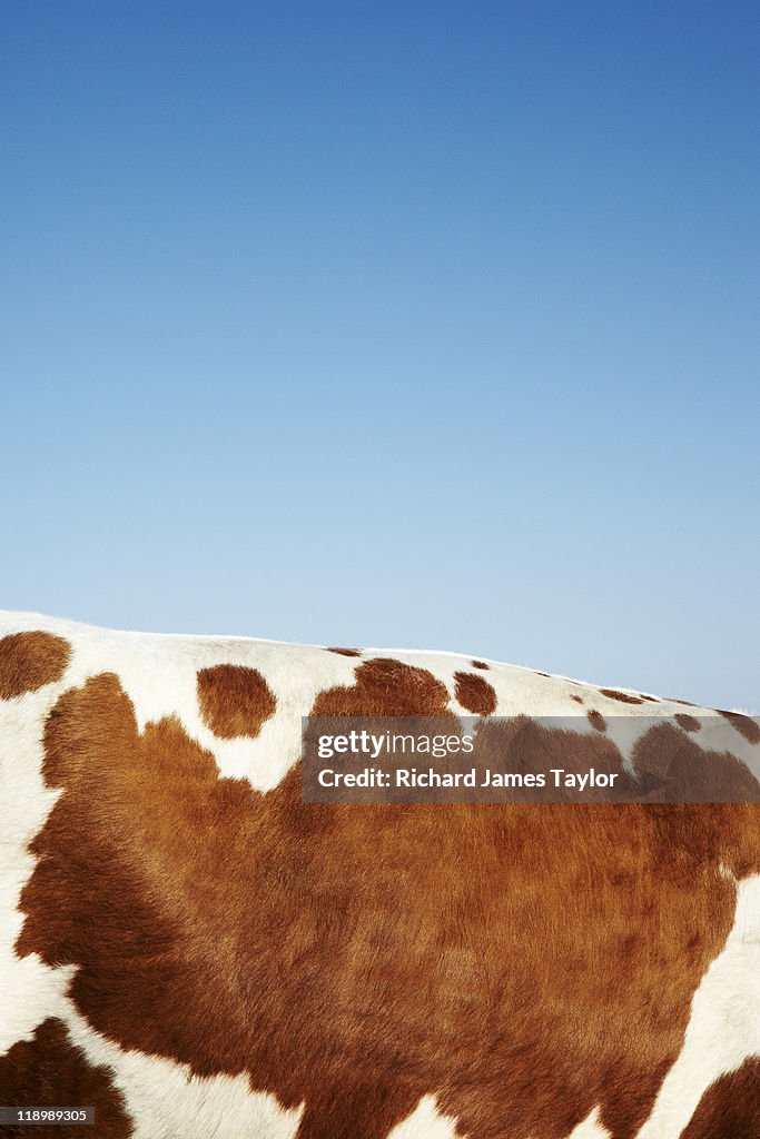 Cow hide