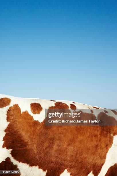 cow hide - mottled skin stockfoto's en -beelden