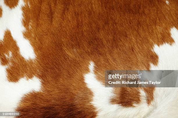 cow hide - pelo de animal fotografías e imágenes de stock