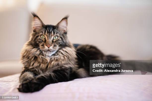 maine coon cat (gentle giant) - long gray hair stock pictures, royalty-free photos & images