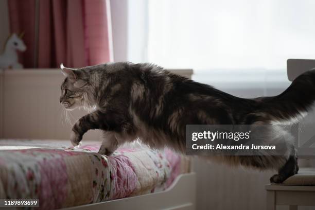 maine coon cat (gentle giant) - big nose stock-fotos und bilder