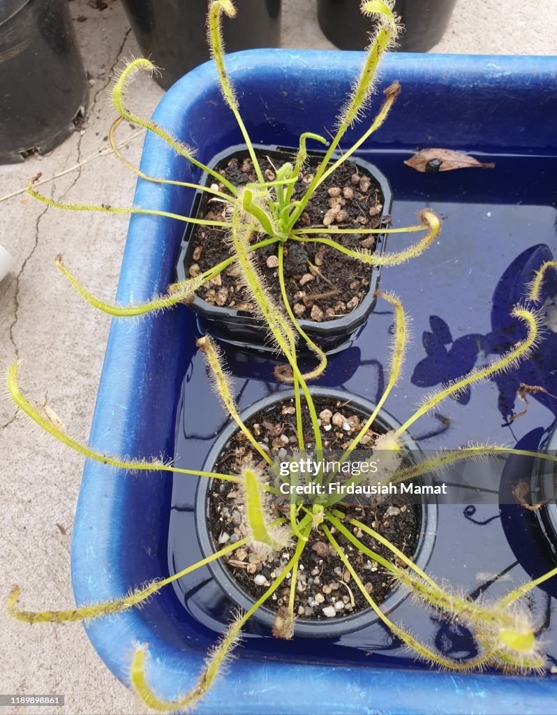 Carnivorous plants,
Drosera capensis
Or known as Cape Sundew