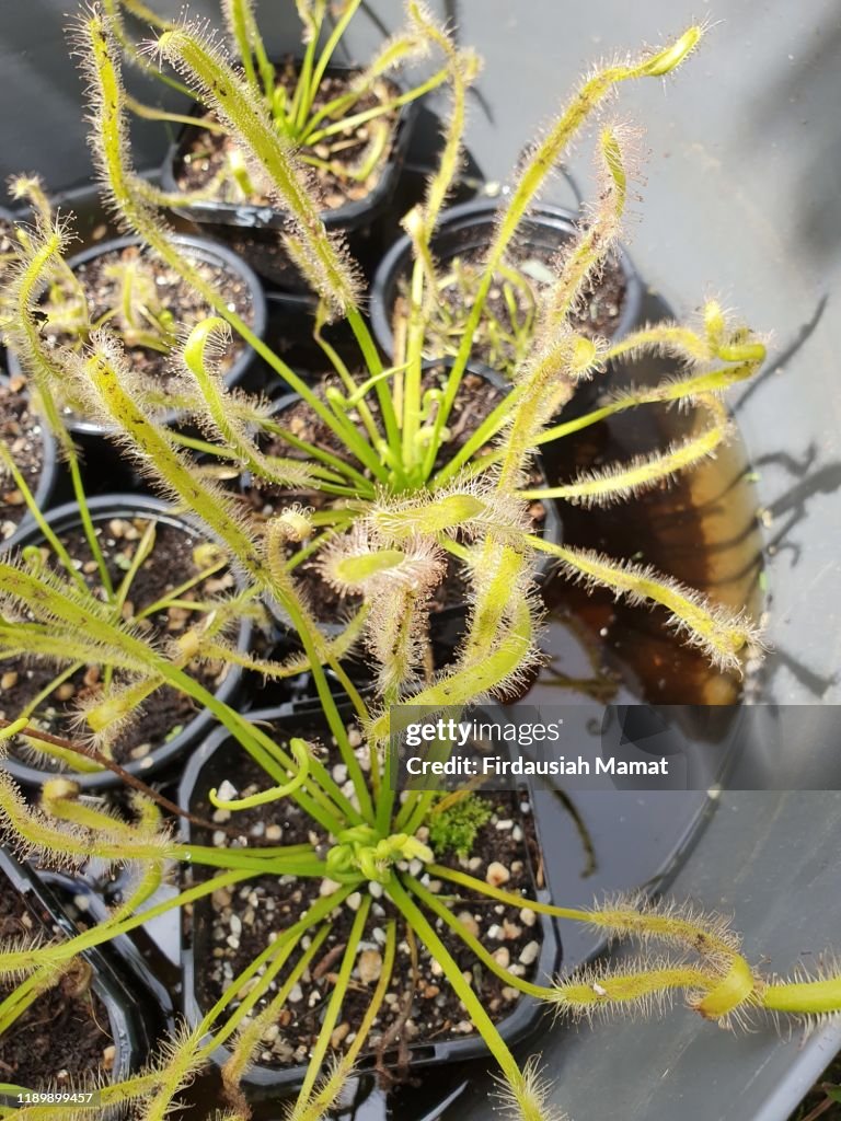 Carnivorous plants,
Drosera capensis
Or known as Cape Sundew