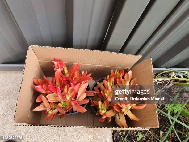 crassula capitella or known as campfire succulent - crassula stock pictures, royalty-free photos & images