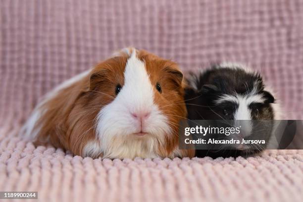 guinea pig (sheltia, skinny, rosette) - guinea pig stock pictures, royalty-free photos & images