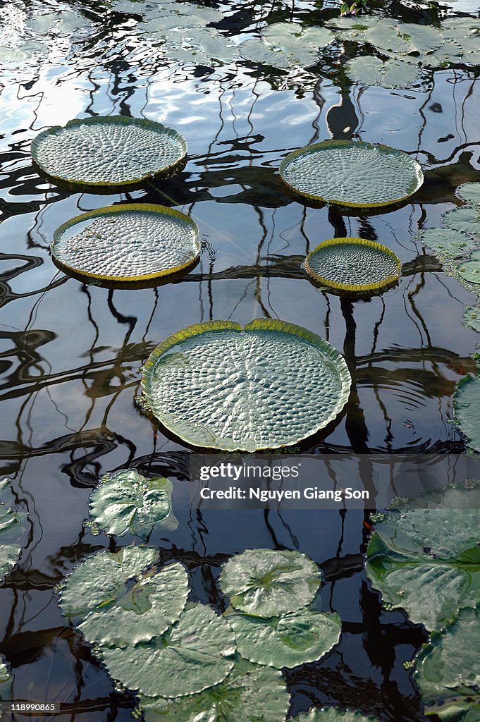 Lily leaves