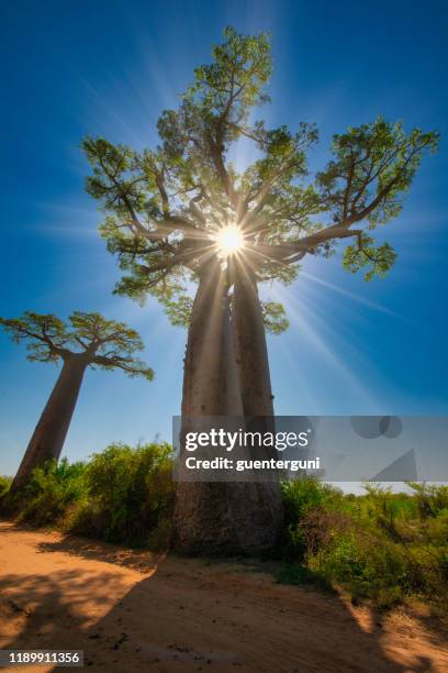 sonnenstrahlen durch den afrikanischen baobab - aufklärungskonzept - affenbrotbaum stock-fotos und bilder