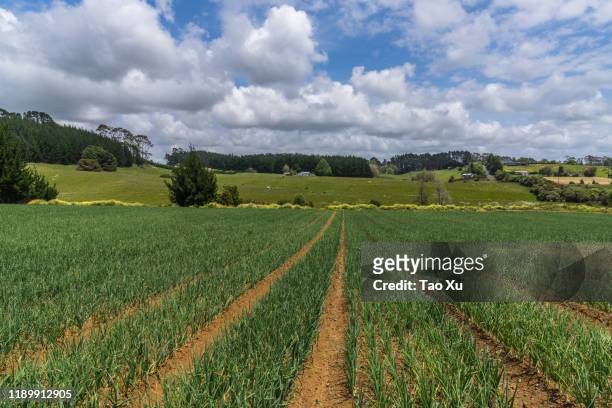 spring onion field - onion field stock pictures, royalty-free photos & images