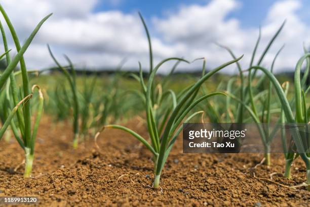 spring onion field - onion foto e immagini stock