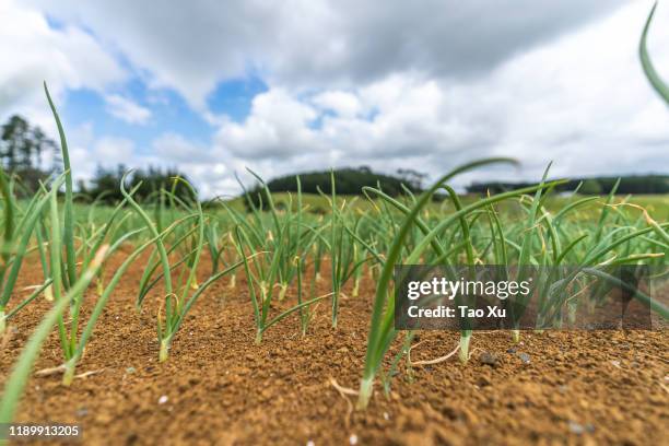 spring onion field - onion field stock pictures, royalty-free photos & images