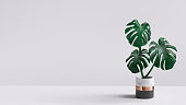 Monstera plant in pot isolated on white background. Minimal tropical leaves houseplant home decor. 3d rendering.