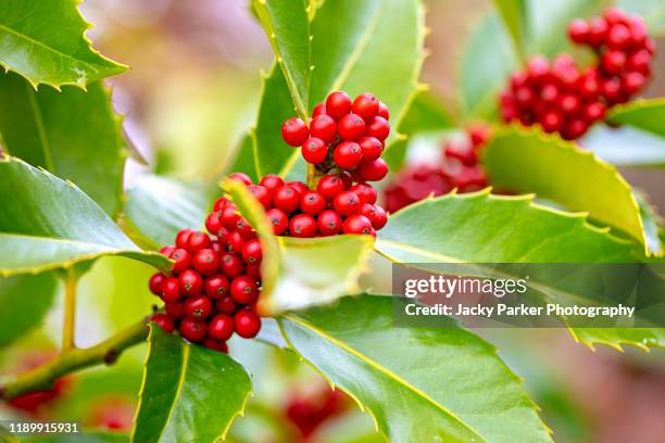 close-up image of ilex aquifolium 'rubricaulis aurea' holly with vibrant red winter berries - winterberry holly stock pictures, royalty-free photos & images